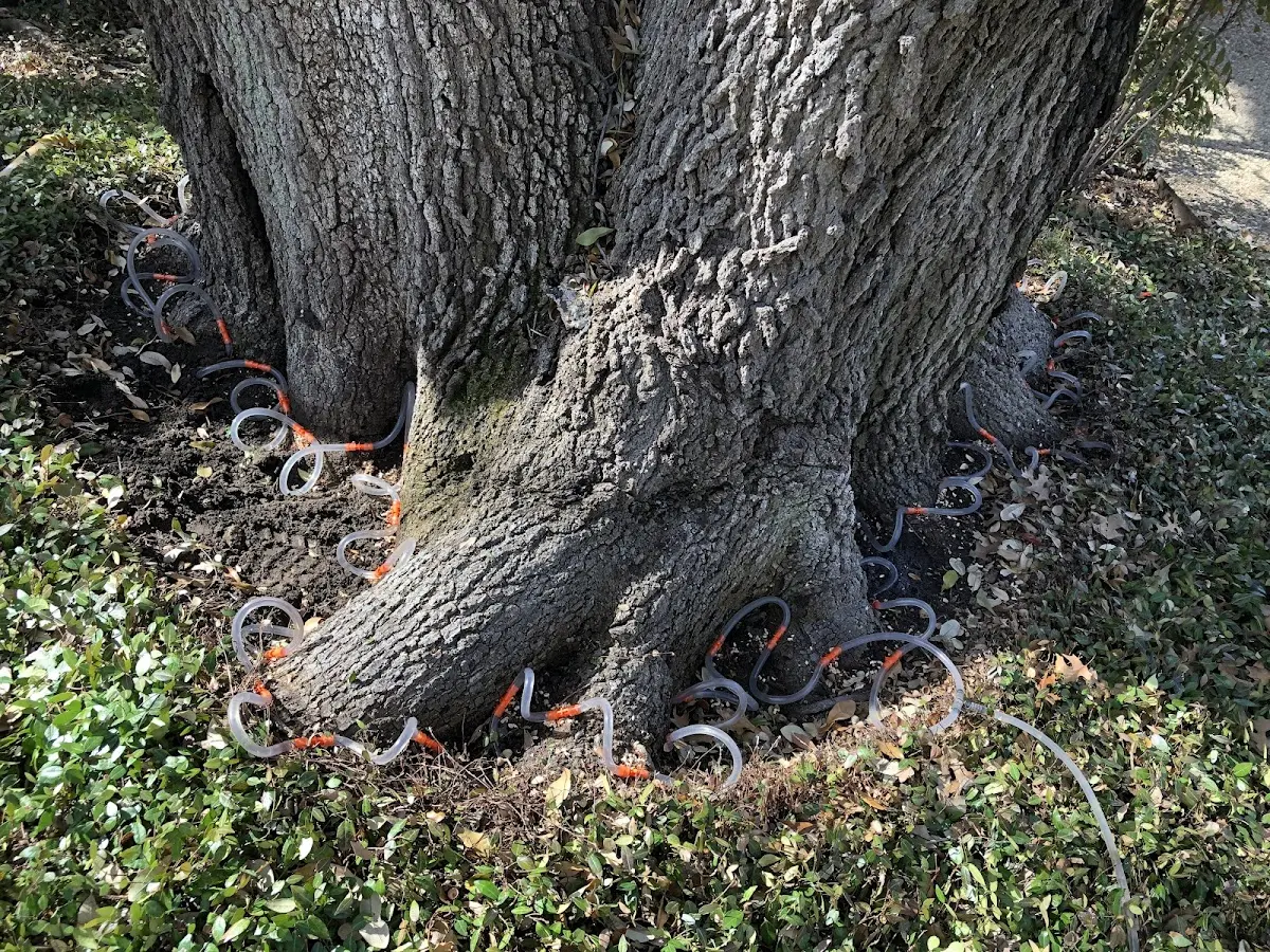 Detailed Tree Cabling and Bracing job site in Garciasville