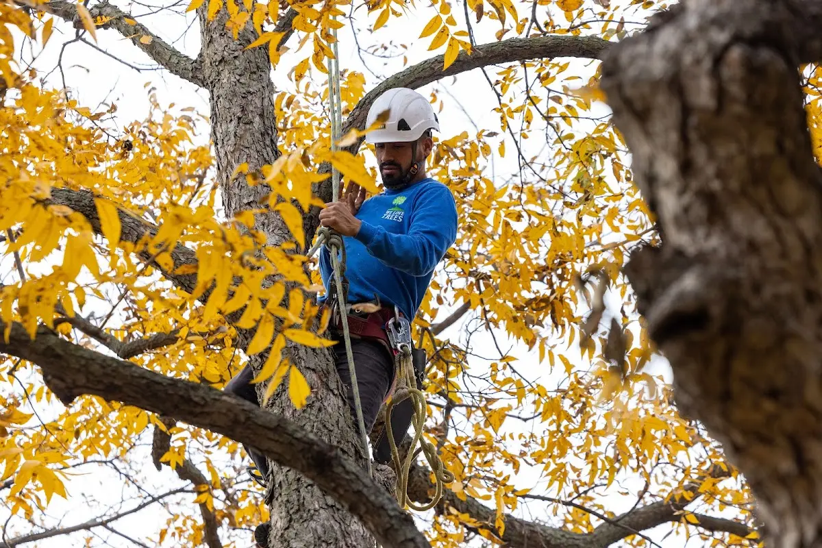 Skilled Tree Pruning crew working in Garciasville